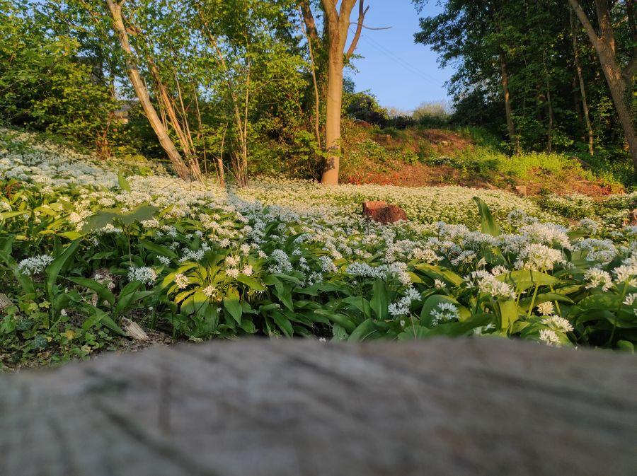 Bärlauchfeld Bärlauchfeld