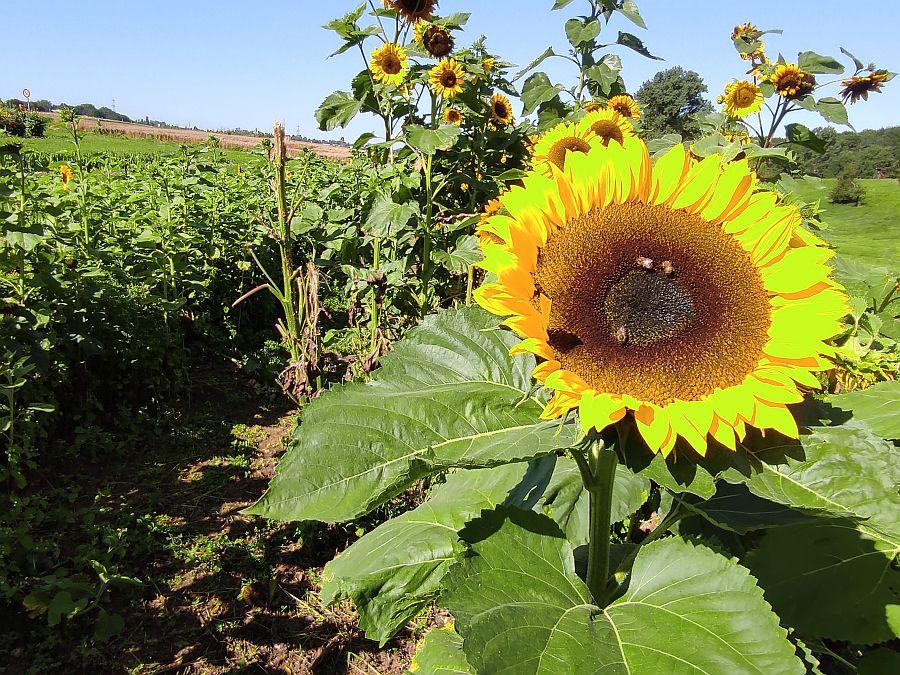 Sonnenblumen